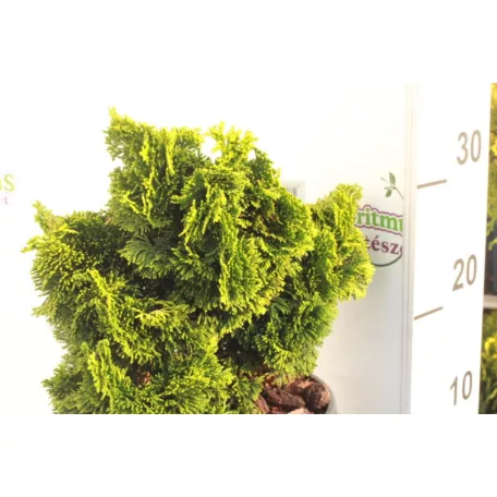 Hinoki álciprus sárga Chamaecyparis obt. 'Nana Aurea'