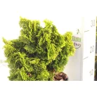 Hinoki álciprus sárga Chamaecyparis obt. 'Nana Aurea'