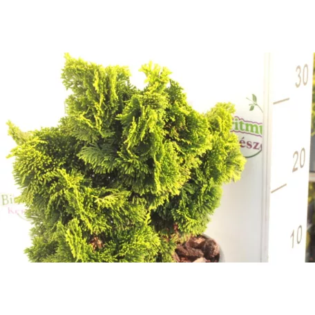 Hinoki álciprus sárga Chamaecyparis obt. 'Nana Aurea'