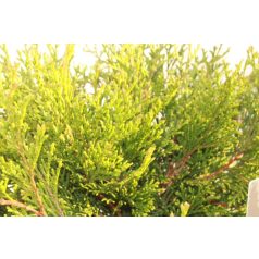   Hinoki törpe hamisciprus Chamaecyparis obt. 'Pygmaea'