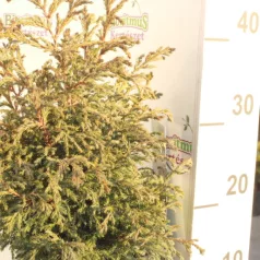   Szavára hamisciprus Chamaecyparis pisifera 'Baby Blue'