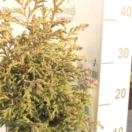 Szavára hamisciprus Chamaecyparis pisifera 'Baby Blue'
