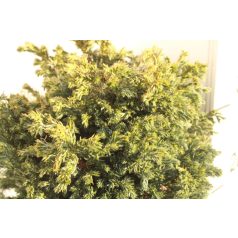   Szavára hamisciprus Blue Planet Chamaecyparis pis. 'Blue Planet