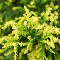   Sárga lombú japánciprus Cryptomeria japonica 'Kyara Gold'