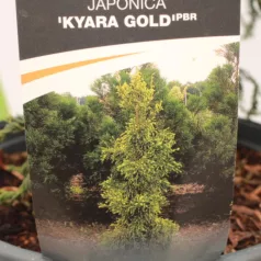   Sárga lombú japánciprus Cryptomeria japonica 'Kyara Gold'