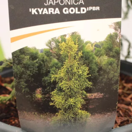 Sárga lombú japánciprus Cryptomeria japonica 'Kyara Gold'