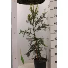 Sárga lombú japánciprus Cryptomeria japonica 'Kyara Gold'