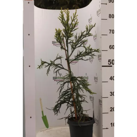 Sárga lombú japánciprus Cryptomeria japonica 'Kyara Gold'