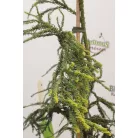Sárga lombú japánciprus Cryptomeria japonica 'Kyara Gold'