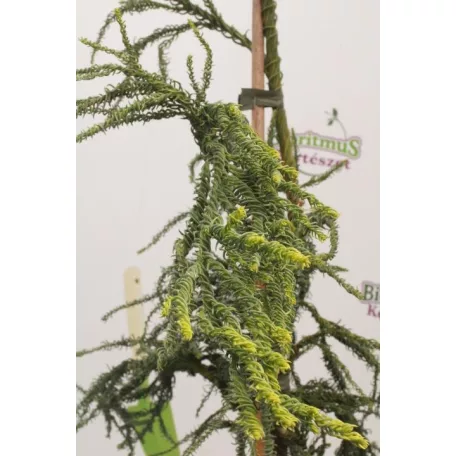 Sárga lombú japánciprus Cryptomeria japonica 'Kyara Gold'