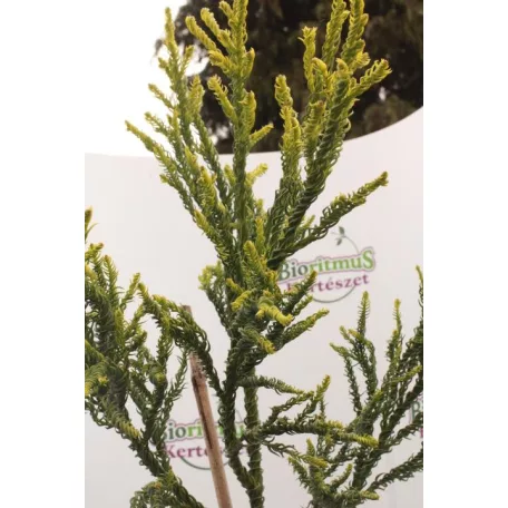 Sárga lombú japánciprus Cryptomeria japonica 'Kyara Gold'