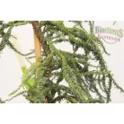 Sárga lombú japánciprus Cryptomeria japonica 'Kyara Gold'