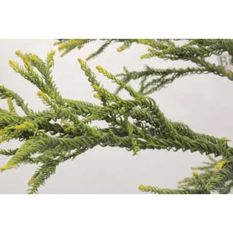 Sárga lombú japánciprus Cryptomeria japonica 'Kyara Gold'