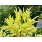 Sárga lombú japánciprus Cryptomeria japonica 'Sekkan'