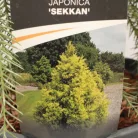 Sárga lombú japánciprus Cryptomeria japonica 'Sekkan'