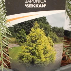   Sárga lombú japánciprus Cryptomeria japonica 'Sekkan'