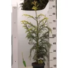 Sárga lombú japánciprus Cryptomeria japonica 'Sekkan'
