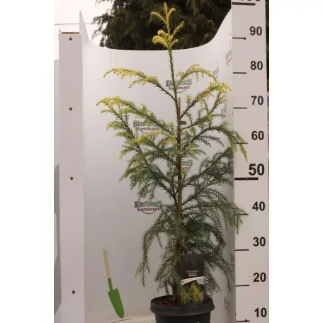 Sárga lombú japánciprus Cryptomeria japonica 'Sekkan'
