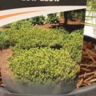 Törpe japán erdeifenyő Pinus dens. 'Low Glow'