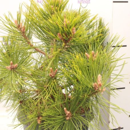 Törpe japán erdeifenyő Pinus dens. 'Low Glow'