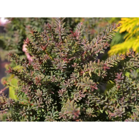 Kőtiszafa Podocarpus 'Chocolate Box'