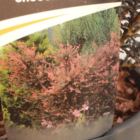 Kőtiszafa Podocarpus 'Chocolate Box'