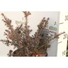 Kőtiszafa Podocarpus 'Chocolate Box'