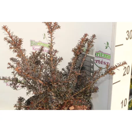 Kőtiszafa Podocarpus 'Chocolate Box'