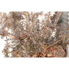 Kőtiszafa Podocarpus 'Chocolate Box'