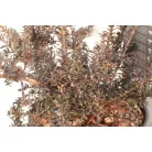 Kőtiszafa Podocarpus 'Chocolate Box'