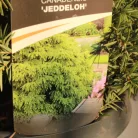 Kanadai hemlokfenyő Tsuga canadensis Jeddeloh