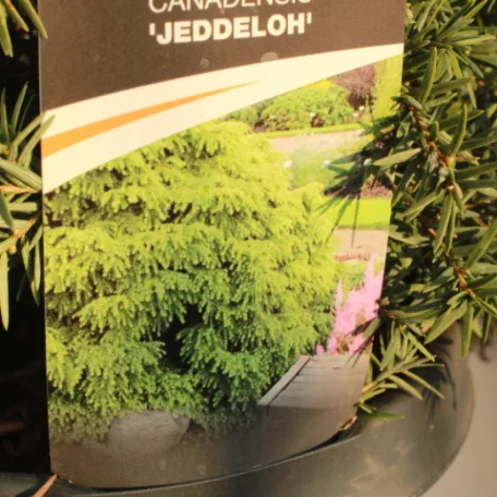 Kanadai hemlokfenyő Tsuga canadensis Jeddeloh