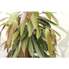   Fűzlevelű fikusz Ficus binnendijkii 'Amstel King'