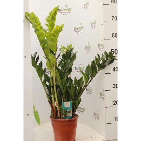 Zamioculcas zamiifolia 8+