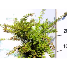   Mirtuszlonc, Örökzöld mirtuszlonc Lonicera nitida Elegant K2 20/30