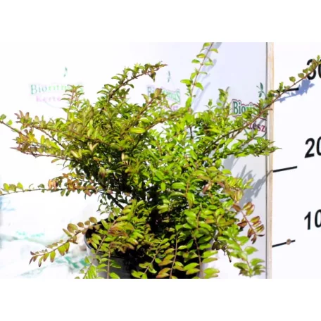 Mirtuszlonc, Örökzöld mirtuszlonc Lonicera nitida Elegant K2 20/30