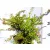 Mirtuszlonc, Örökzöld mirtuszlonc Lonicera nitida Elegant K2 20/30