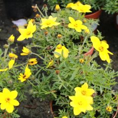 Balkon aranya Bidens ferulifolia