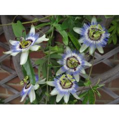 Kék golgotavirág Passiflora caerulea 40cm