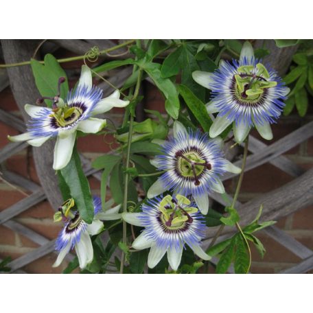 Kék golgotavirág Passiflora caerulea 40cm