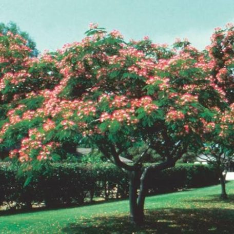 Selyemakác Albizia julibrissin RoseaK 2