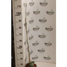 Selyemakác Albizia julibrissin RoseaK 2