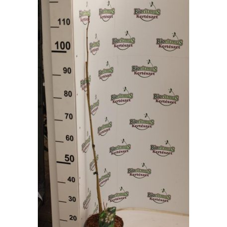 Selyemakác Albizia julibrissin RoseaK 2