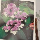 Érdeslevelű hortenzia Hydrangea aspera 'Macrophylla'