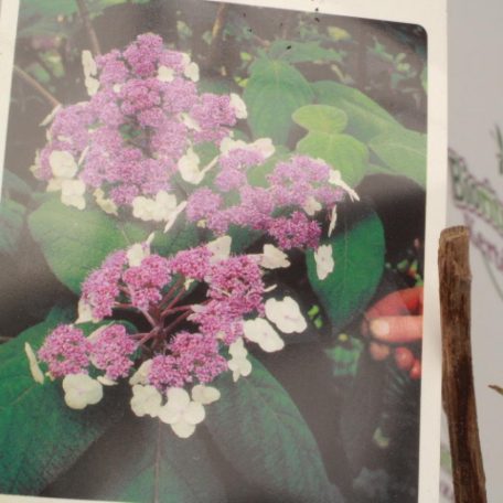 Érdeslevelű hortenzia Hydrangea aspera 'Macrophylla'