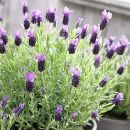 Francia levendula Lavandula stoechas 'Anouk'