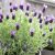 Francia levendula Lavandula stoechas 'Anouk'