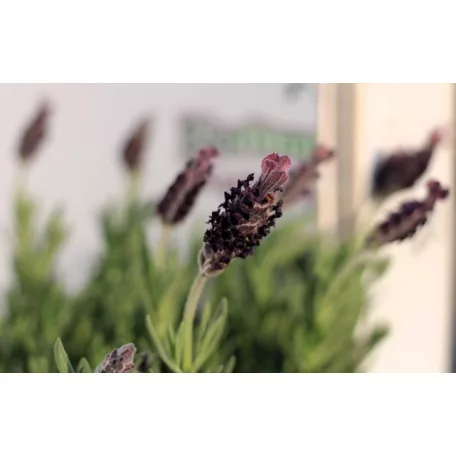 Francia levendula Lavandula stoechas 'Anouk'