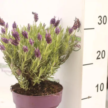 Francia levendula Lavandula stoechas 'Anouk'