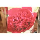 Fás bazsarózsa Paeonia suffruticosa